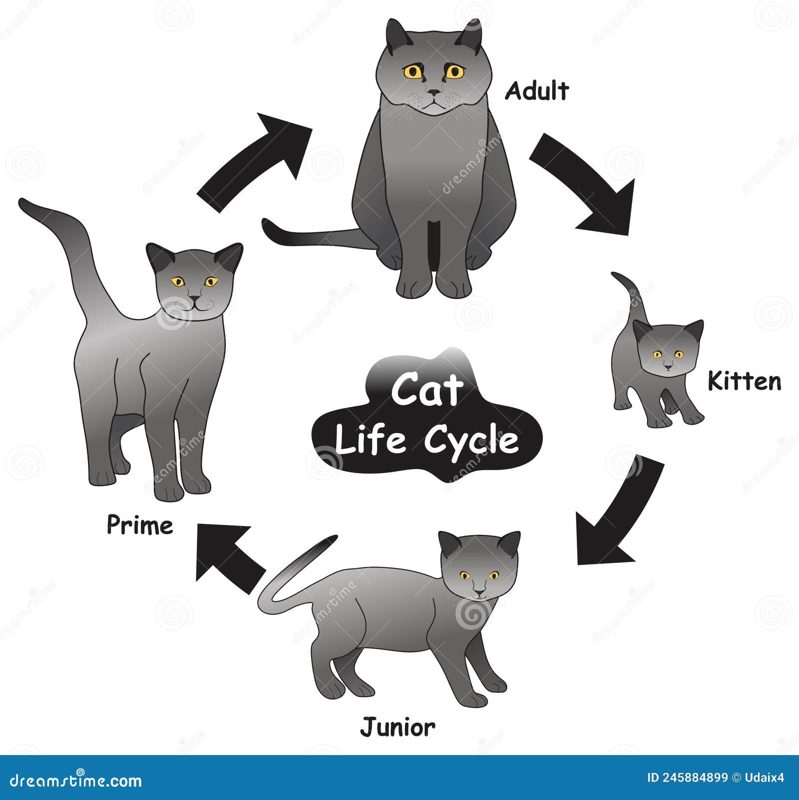 Cat Life Cycle Infographic Diagram Stock Vector 59 OFF Cat Life Cycle Infographic Diagram Stock Vector 59 OFF