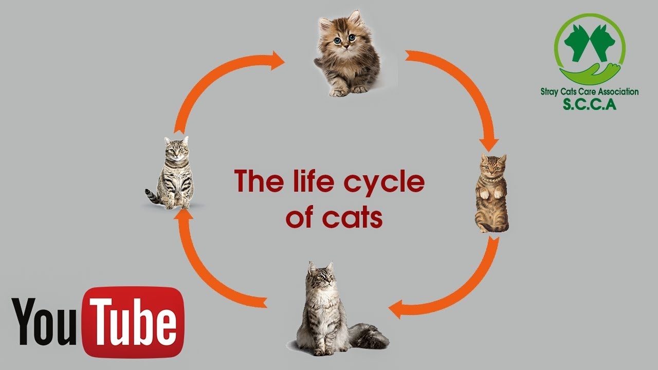 Cat Life Cycle Retailers Www pinnaxis Cat Life Cycle Retailers Www pinnaxis