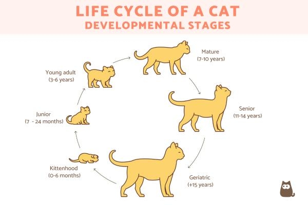 Cat Life Cycle Retailers Www pinnaxis Cat Life Cycle Retailers Www pinnaxis