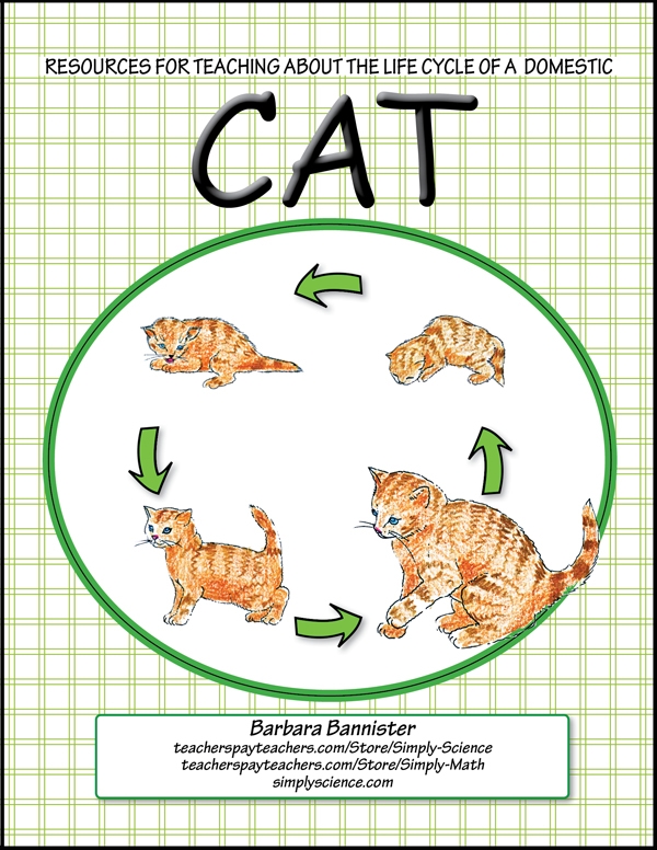 Cat Life Cycle Simply Science Cat Life Cycle Simply Science