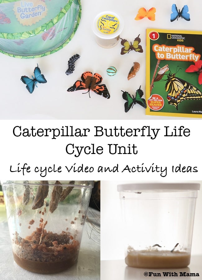 Caterpillar Butterfly Life Cycle Activity Caterpillar Butterfly Life Cycle Activity