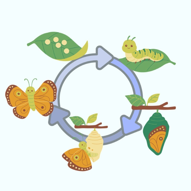 Caterpillar Life Cycle Coloring Page Coloring Pages Mimi Panda Caterpillar Life Cycle Coloring Page Coloring Pages Mimi Panda