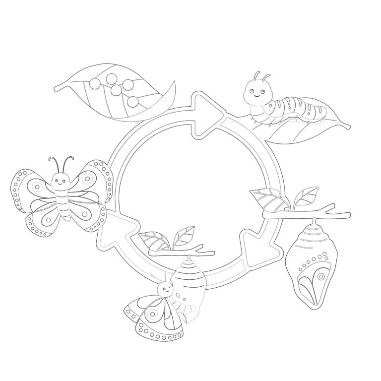 Caterpillar Life Cycle Coloring Page Coloring Pages Mimi Panda Caterpillar Life Cycle Coloring Page Coloring Pages Mimi Panda