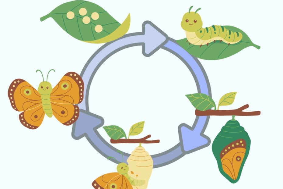 Caterpillar Life Cycle Coloring Page Coloring Pages Mimi Panda