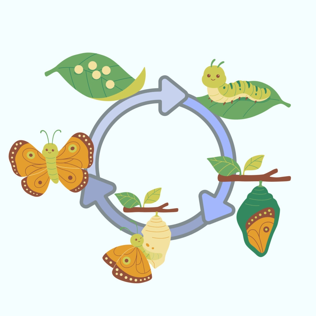 Caterpillar Life Cycle Coloring Page Coloring Pages Mimi Panda Caterpillar Life Cycle Coloring Page Coloring Pages Mimi Panda