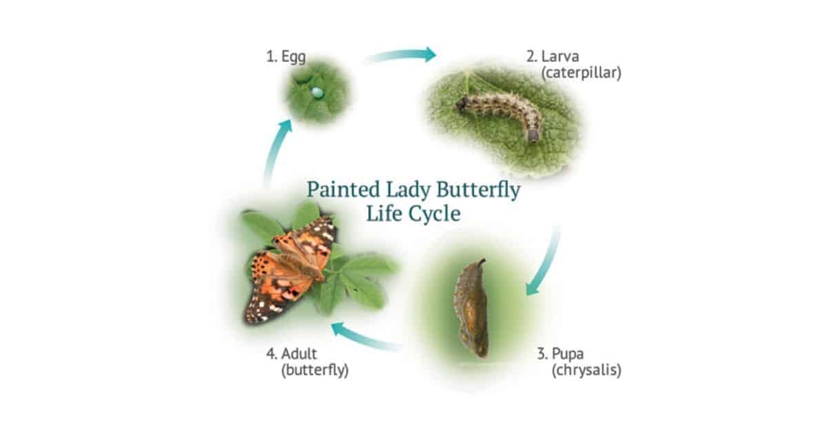 Cabbage White Caterpillar Life Cycle Cabbage White Caterpillar Life Cycle