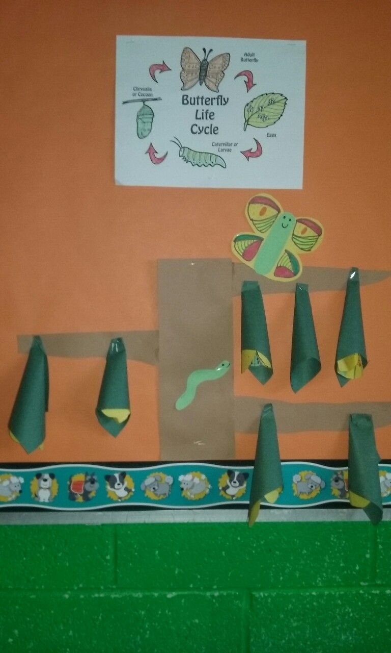 Butterfly Life Cycle Cocoon Butterfly Life Cycle Cocoon