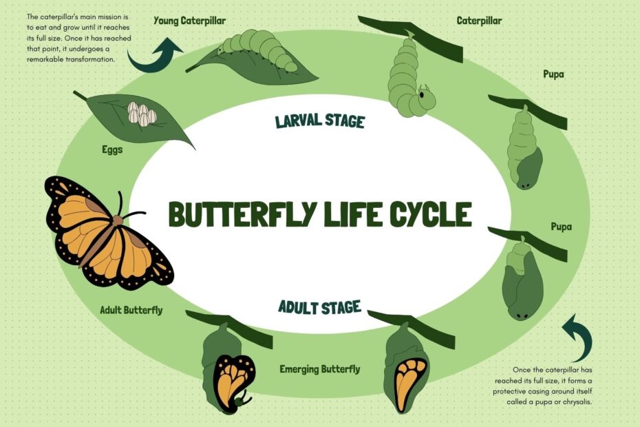 Caterpillar To Butterfly Life Cycle 43 OFF Biorigin