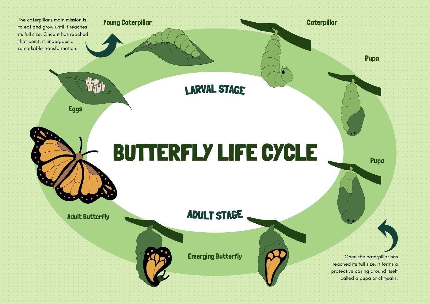Butterfly Life Cycle 4 Stages