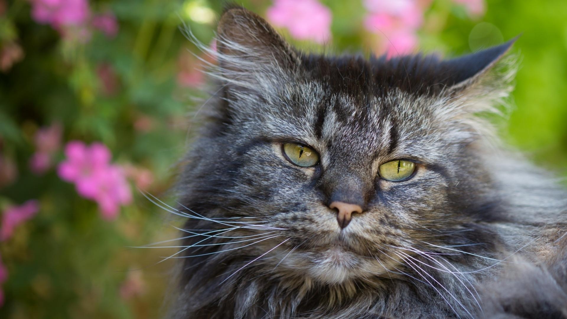 Cats Animals Yellow Eyes Wallpaper 7176 