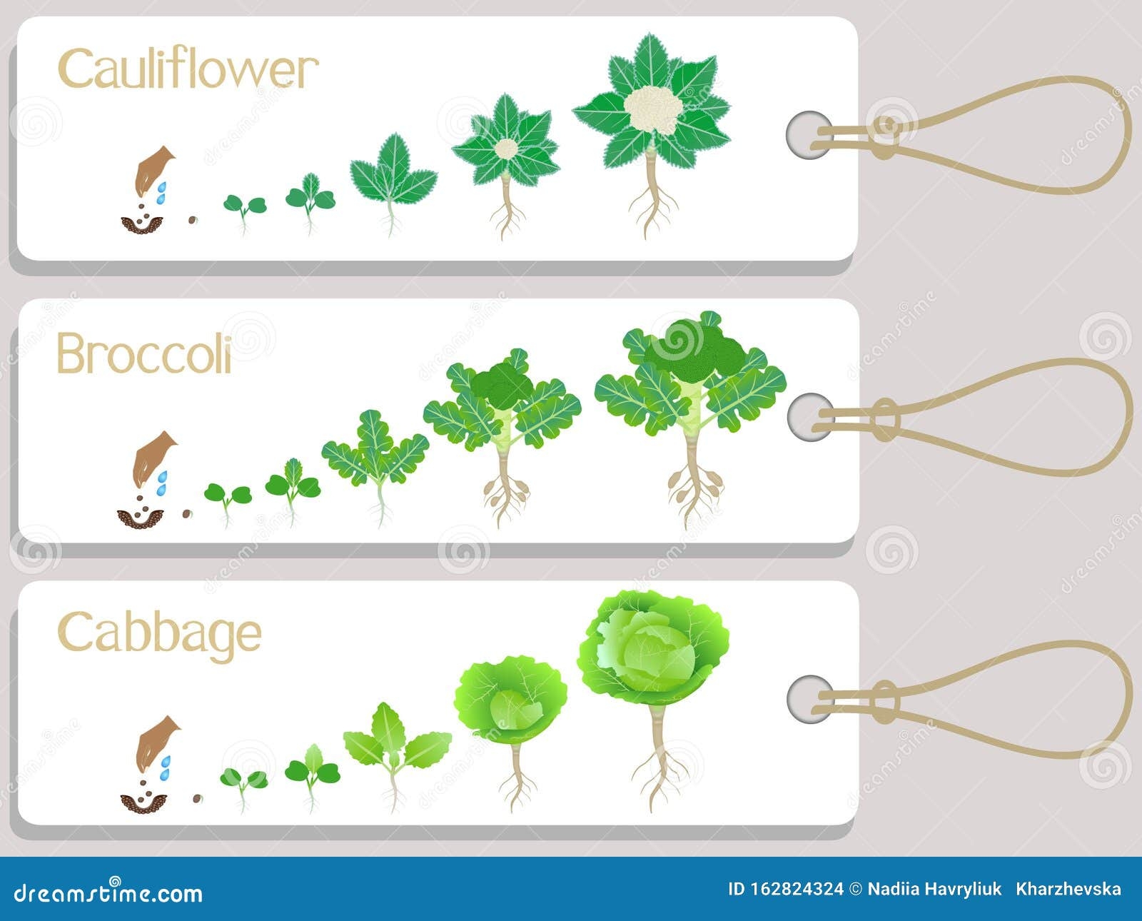 Cauliflower Broccoli And Cabbage Plant Growth Cycle Tags Stock Vector Cauliflower Broccoli And Cabbage Plant Growth Cycle Tags Stock Vector