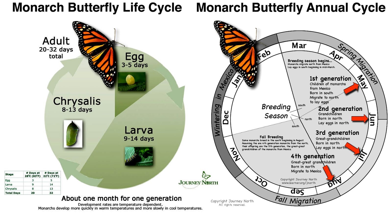 Monarch Life Cycle Chart Monarch Life Cycle Chart