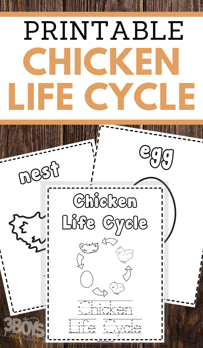 Chicken Life Cycle Coloring And Writing Pages For Home Learning And Fun Chicken Life Cycle Coloring And Writing Pages For Home Learning And Fun