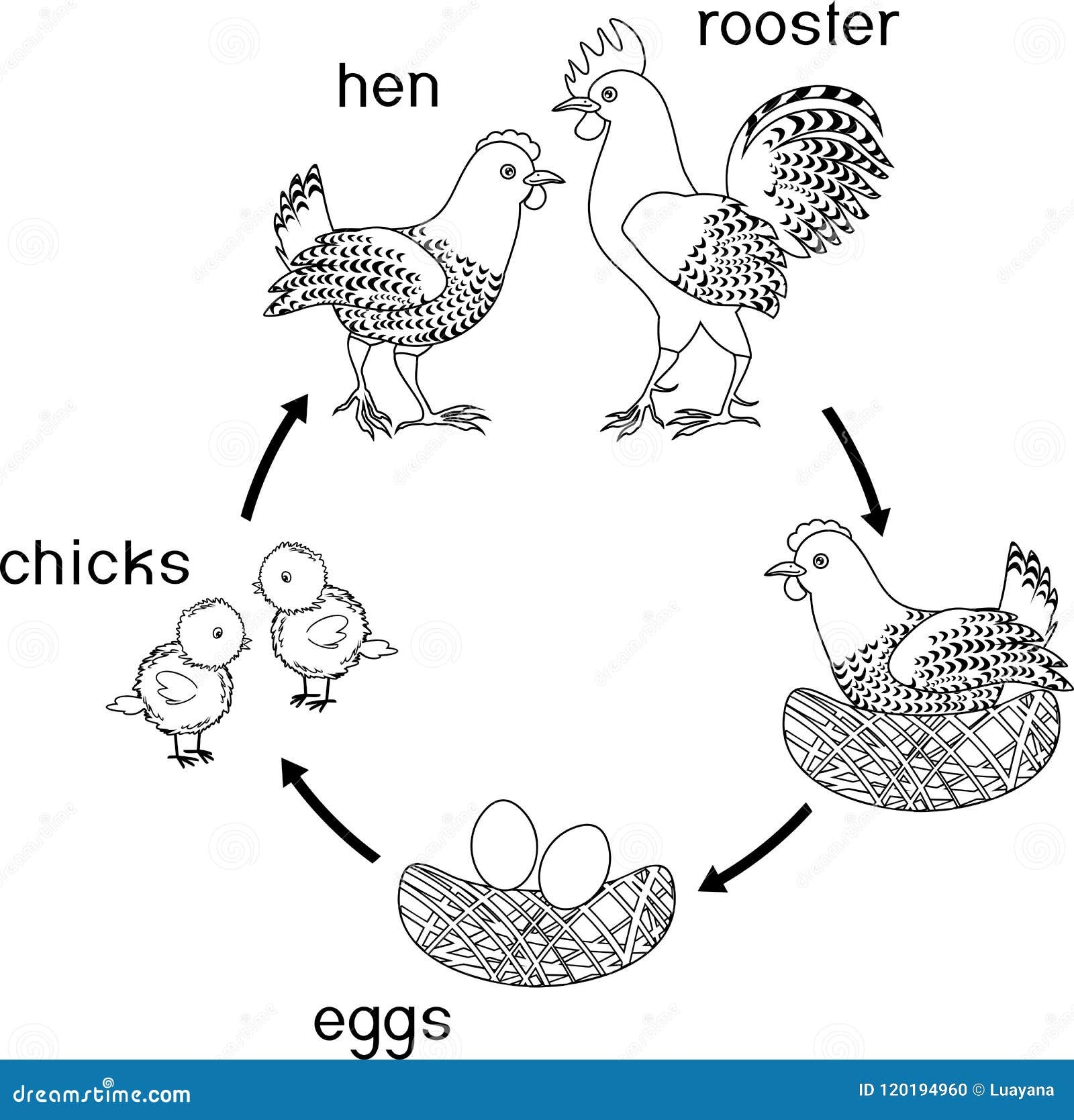 Chicken Life Cycle Coloring Coloring Pages Chicken Life Cycle Coloring Coloring Pages