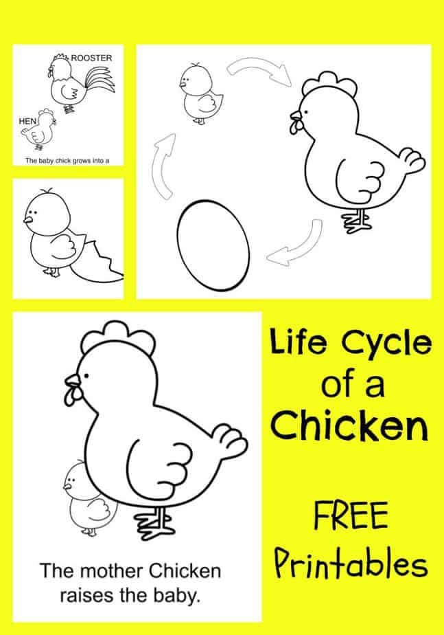 Chicken Life Cycle FREE Printable Coloring Pages Chicken Life Cycle FREE Printable Coloring Pages