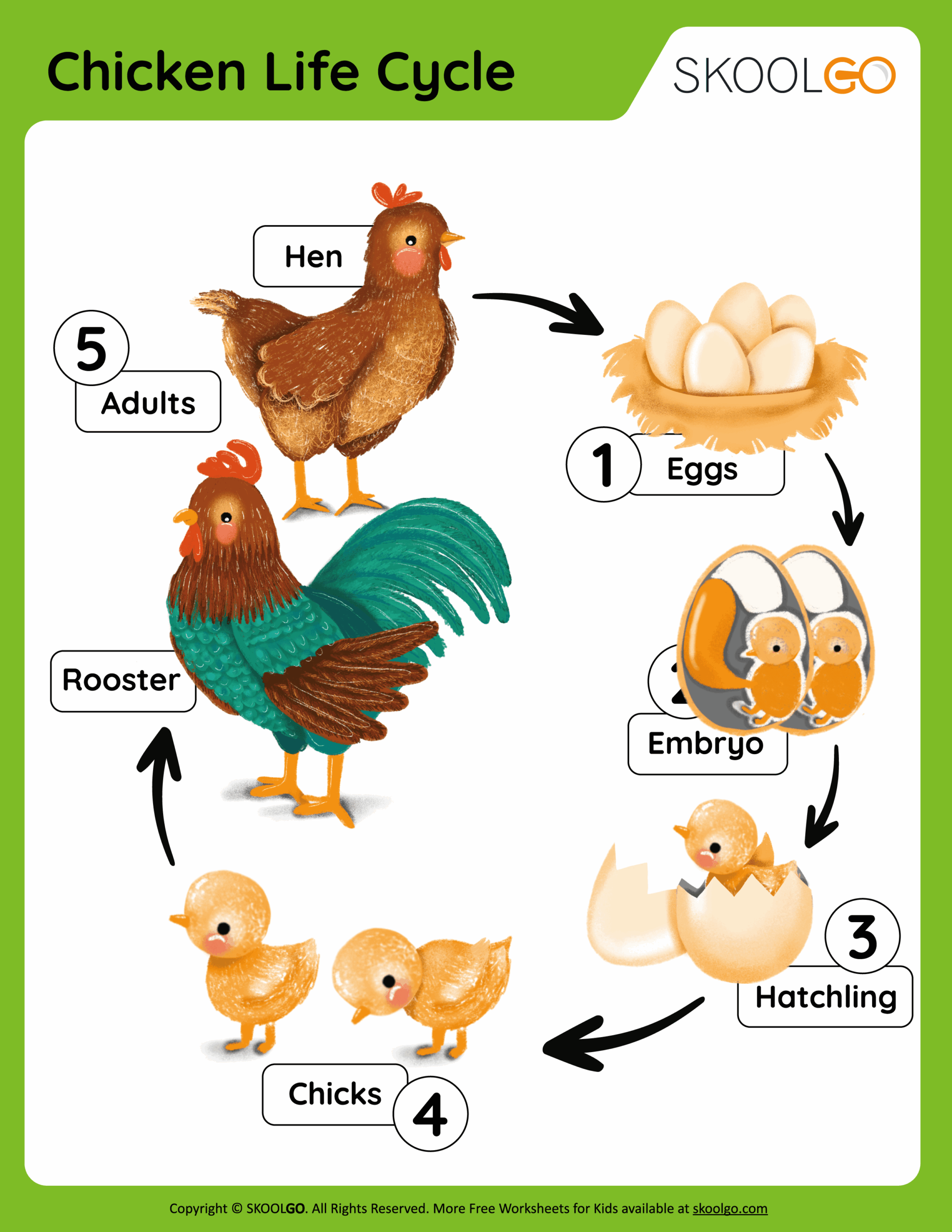 Animal Life Cycle Worksheet