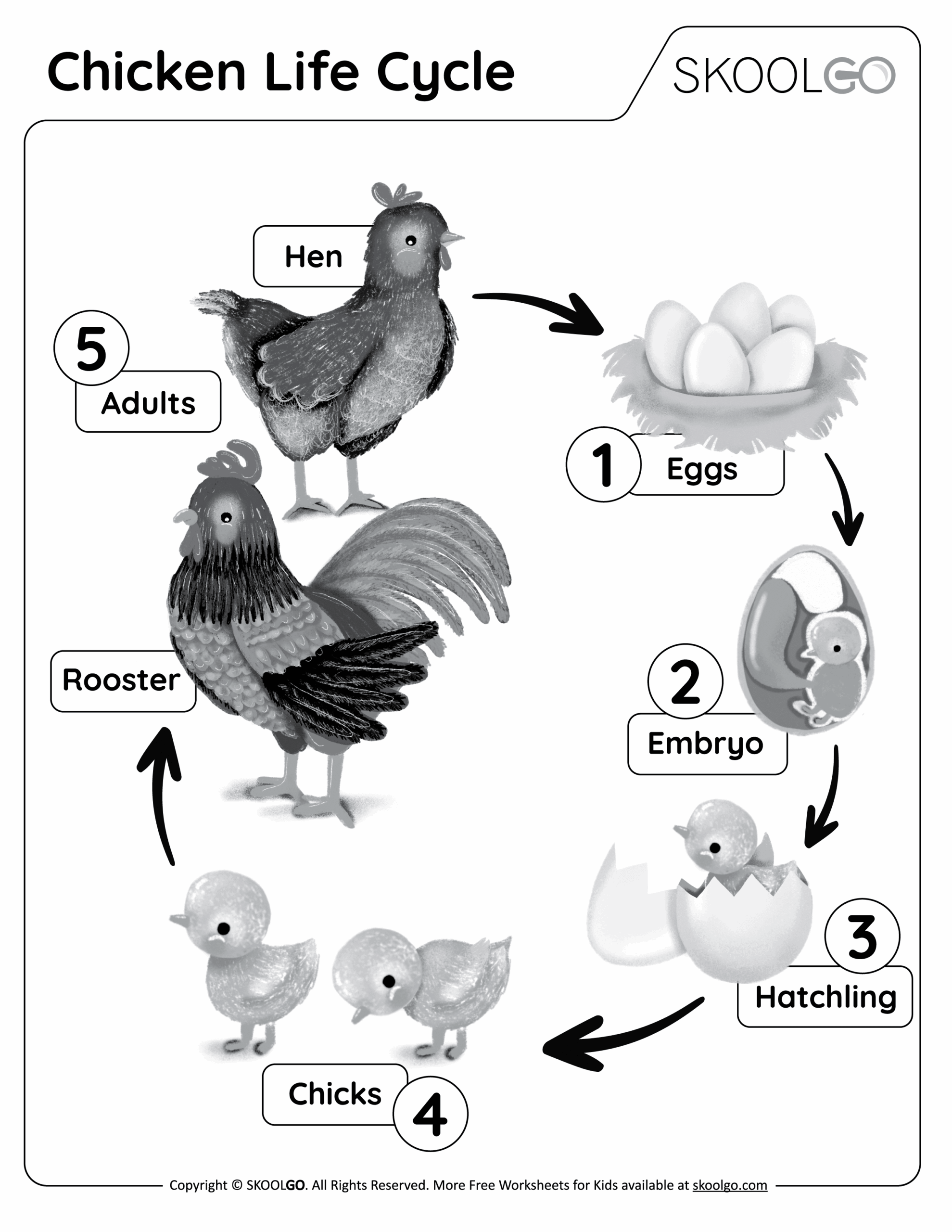 Life Cycle of a Chicken Pictures Life Cycle of a Chicken Pictures