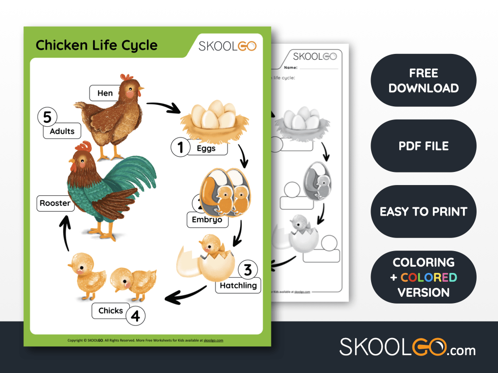 Chicken Life Cycle Free Worksheet SKOOLGO Chicken Life Cycle Free Worksheet SKOOLGO