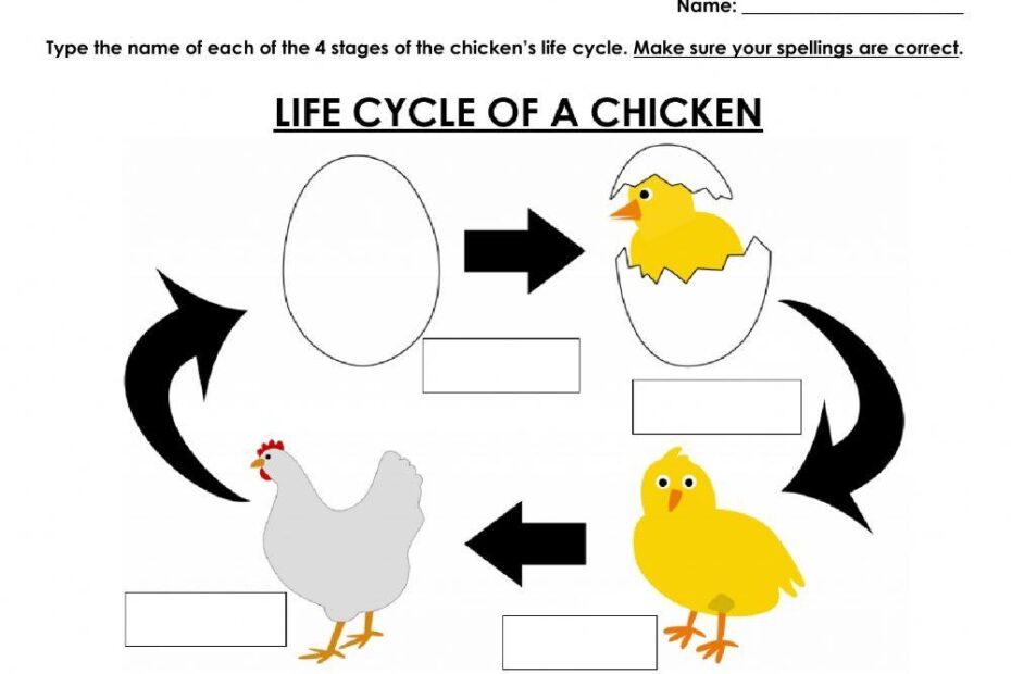 Chicken Life Cycle Live Worksheets Worksheets Library