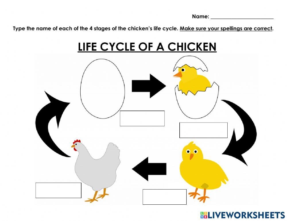 Chicken Life Cycle Live Worksheets Worksheets Library Chicken Life Cycle Live Worksheets Worksheets Library