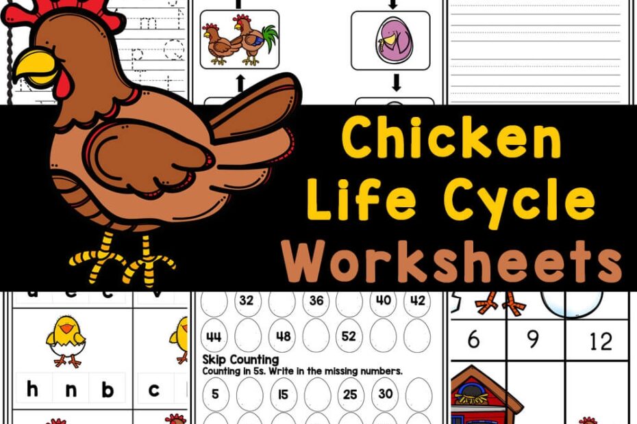 Chicken Life Cycle Printable Worksheets Library