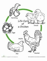 Chicken Life Cycle Super In Second Grade Chicken Life Cycle Super In Second Grade