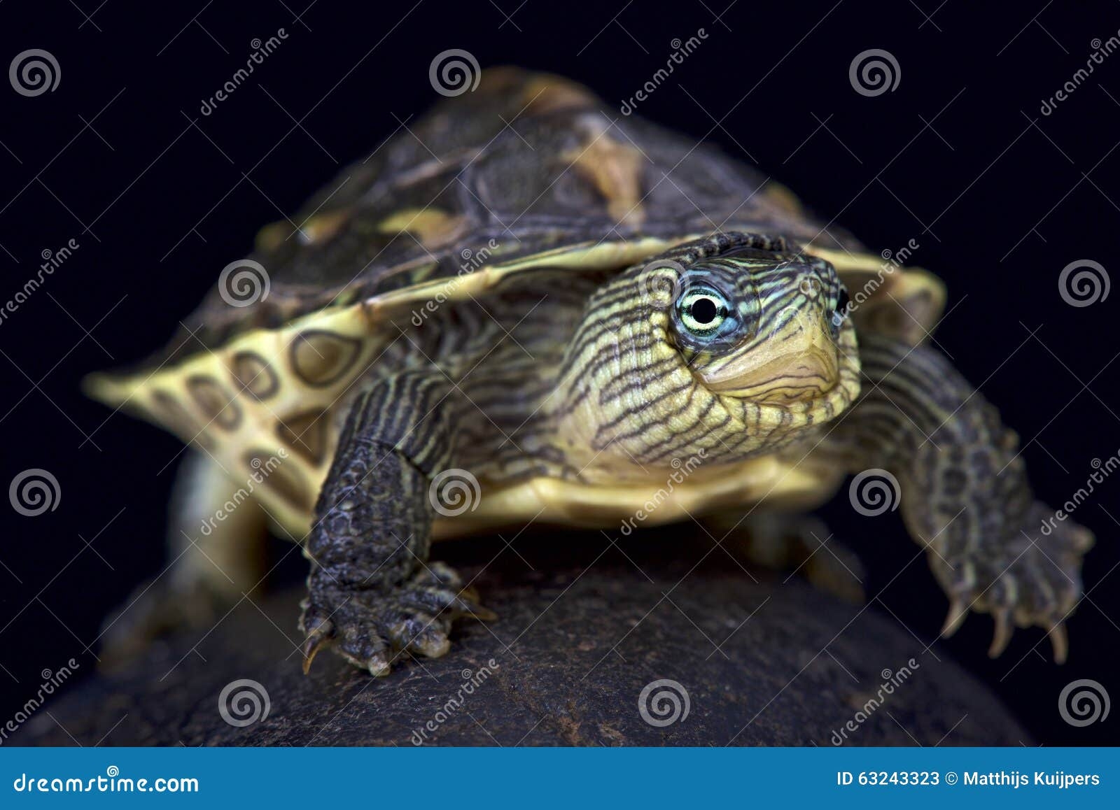 Chinese Stripe necked Turtle Mauremys Sinensis Stock Image Image Of Chinese Stripe necked Turtle Mauremys Sinensis Stock Image Image Of