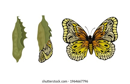 Chrysalis Nympha Pupal Stage Butterfly Development Stock Vector Chrysalis Nympha Pupal Stage Butterfly Development Stock Vector
