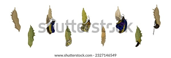 Pupal Stage of Butterfly Pupal Stage of Butterfly