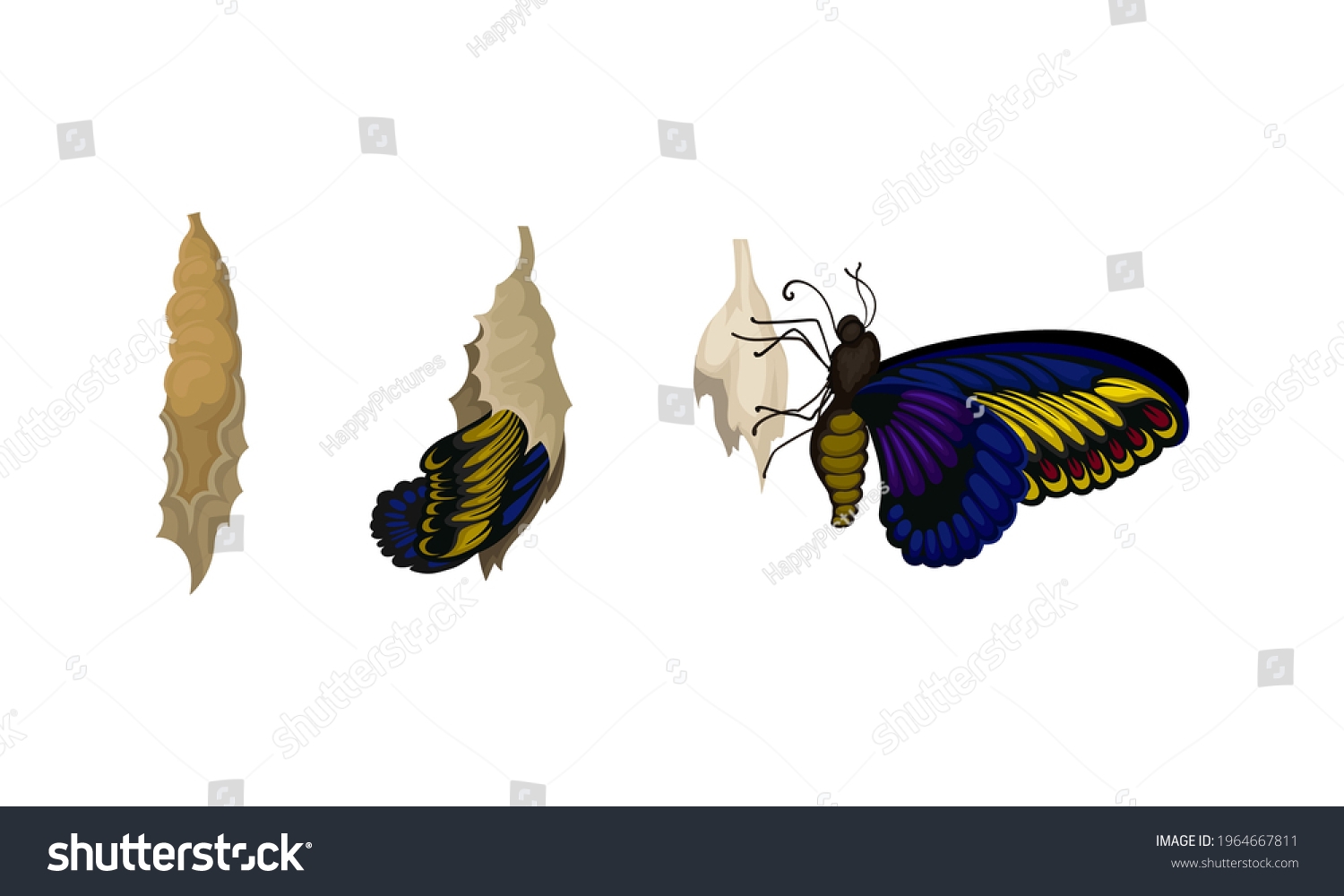 Chrysalis Nympha Pupal Stage Butterfly Development Stock Vector Chrysalis Nympha Pupal Stage Butterfly Development Stock Vector