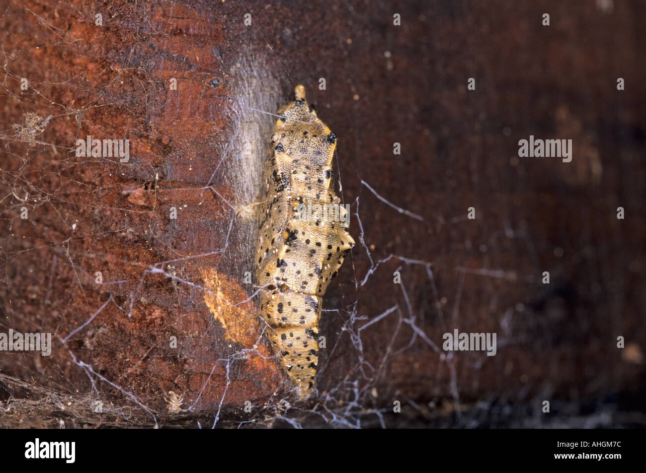 Chrysalis Of Cabbage White Butterfly Pieris Brassicae UK Stock Photo Chrysalis Of Cabbage White Butterfly Pieris Brassicae UK Stock Photo