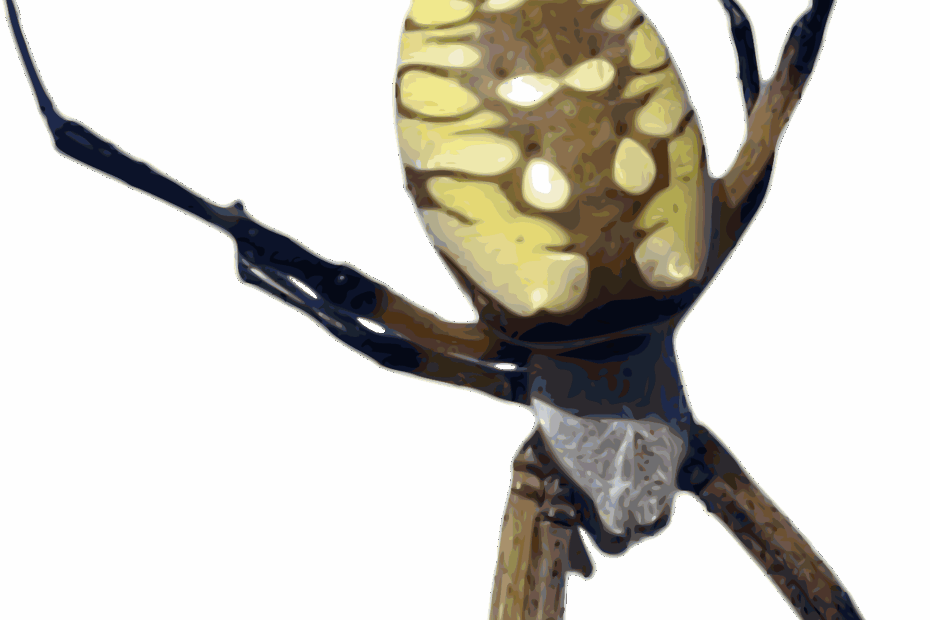 Clipart Photorealistic Color Yellow Banana Spider