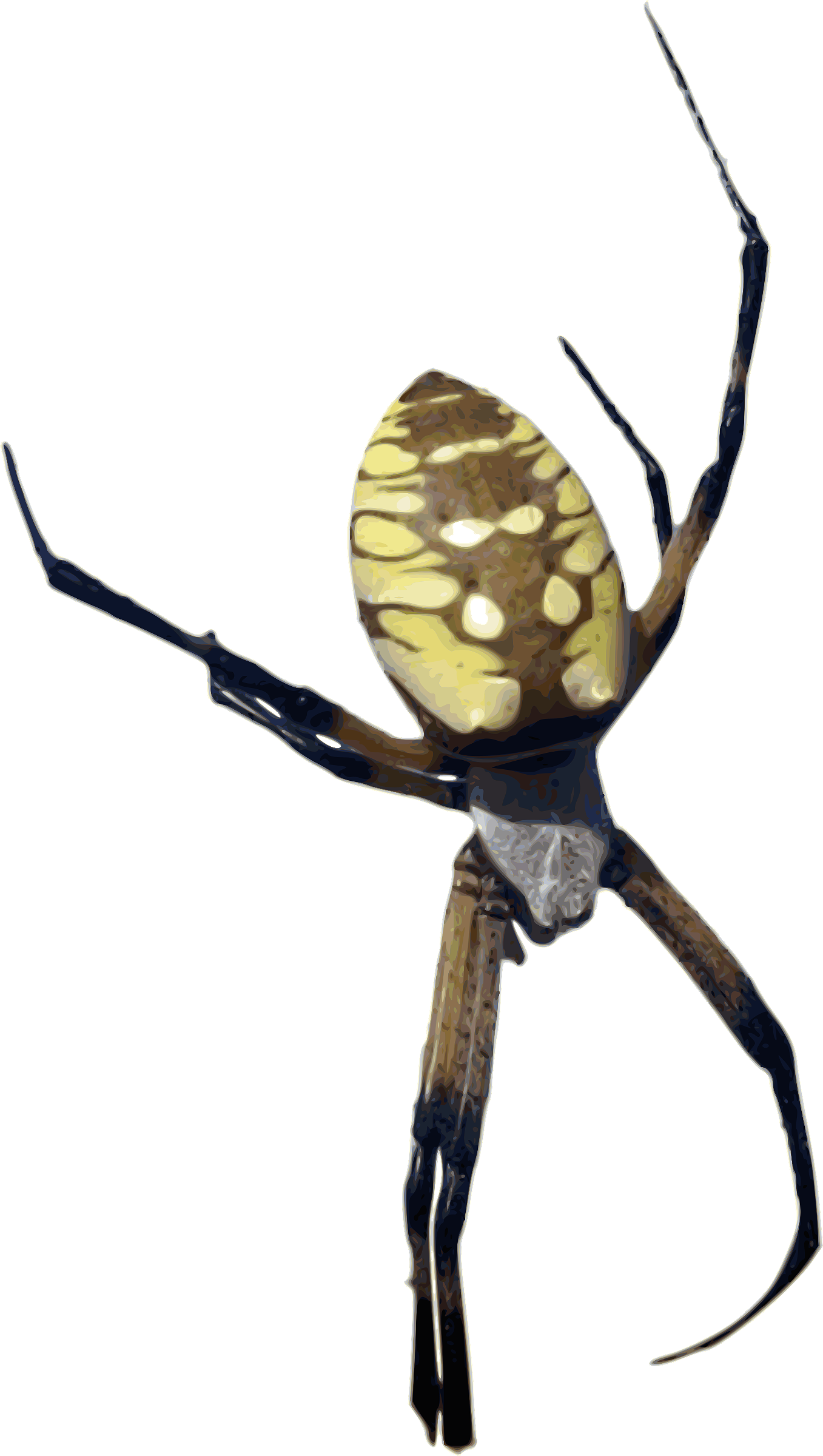 Clipart Photorealistic Color Yellow Banana Spider Clipart Photorealistic Color Yellow Banana Spider