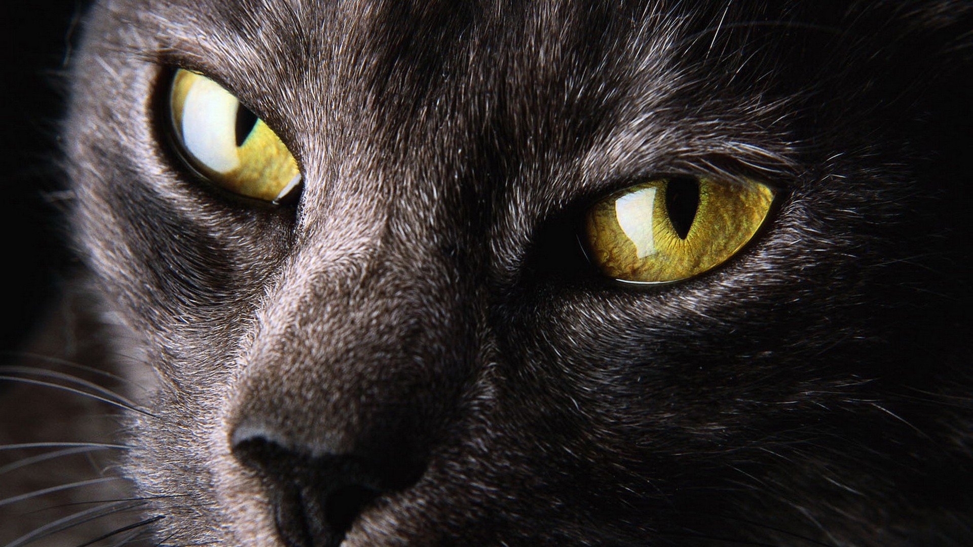 Close Up Nature Eyes Cats Animals Yellow Eyes Wallpapers HD Close Up Nature Eyes Cats Animals Yellow Eyes Wallpapers HD