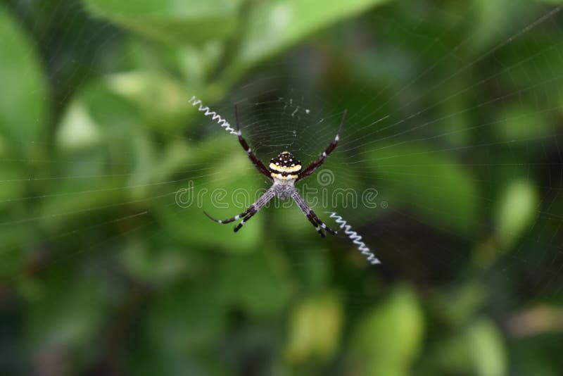 Closeup Of A Spider s Web With Large Black And Yellow Colored Spider Closeup Of A Spider s Web With Large Black And Yellow Colored Spider