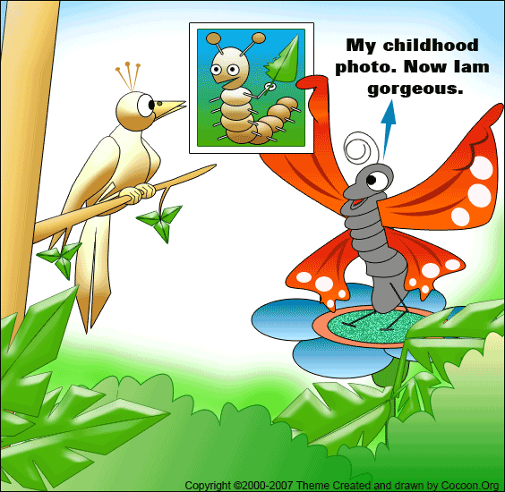 COCOON BUTTERFLY CARTOONS Cocoon Articles And Butterfly Life Cycle COCOON BUTTERFLY CARTOONS Cocoon Articles And Butterfly Life Cycle