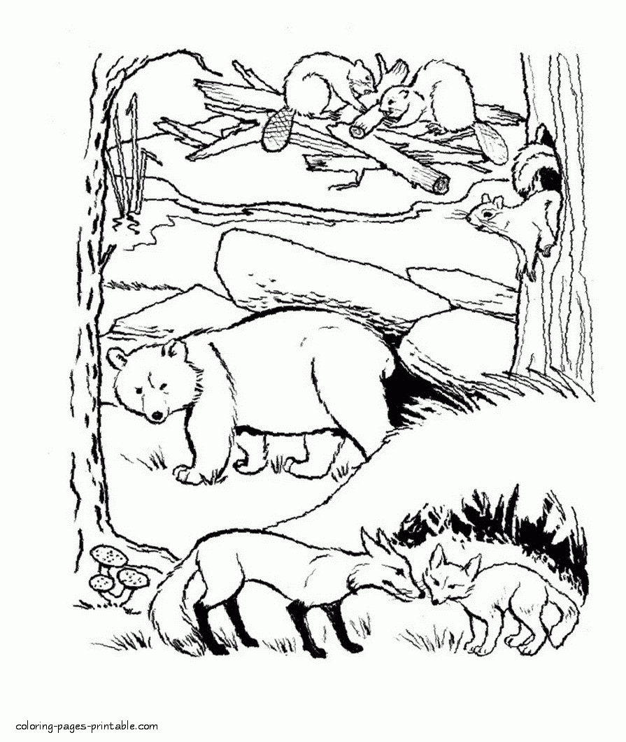 Collection Of Forest Animals Coloring Pages Free Printable Collection Of Forest Animals Coloring Pages Free Printable