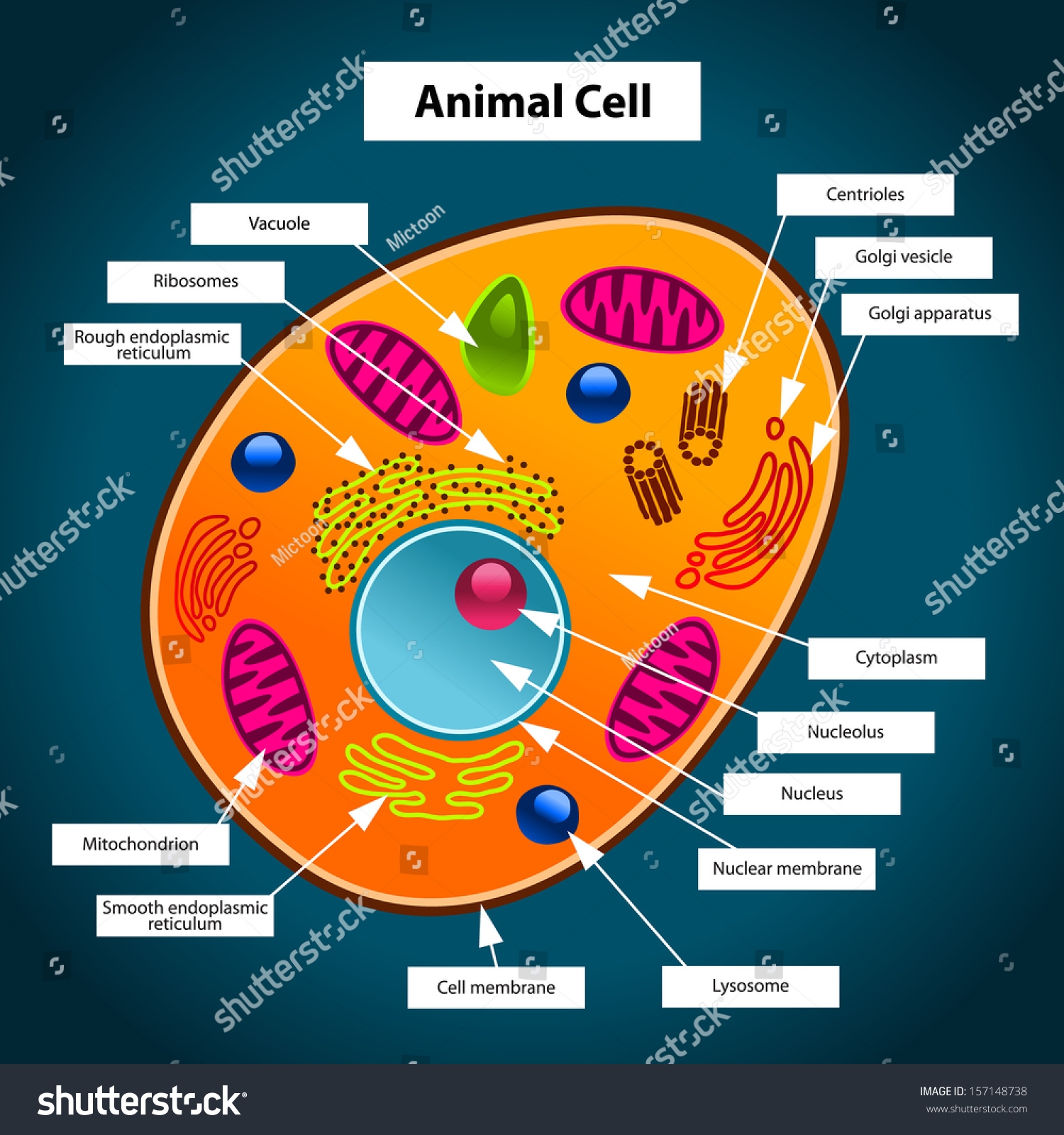 color picture of animal cell color picture of animal cell