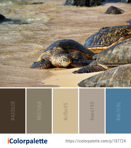 Color Palette Ideas From Turtle Sea Fauna Image IColorpalette