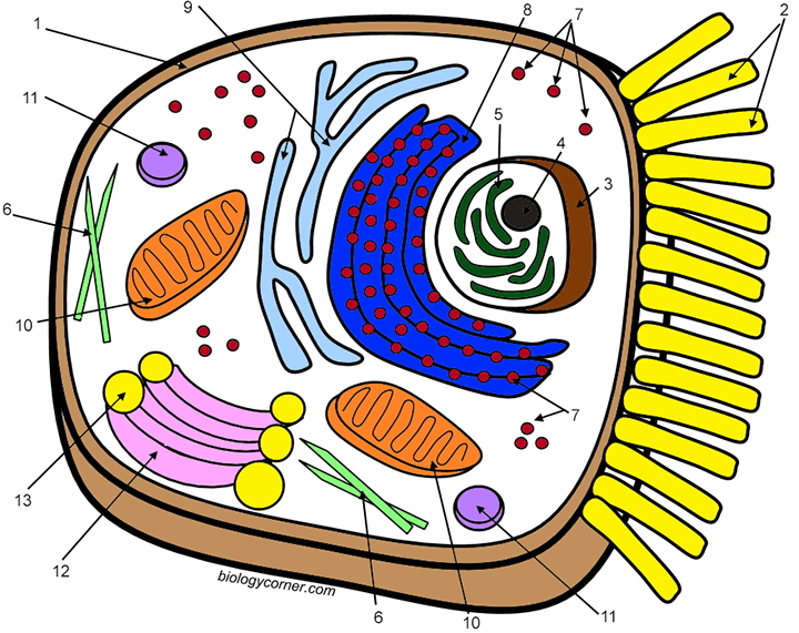 Color The Organelles Of A Typical Animal Cell Color The Organelles Of A Typical Animal Cell