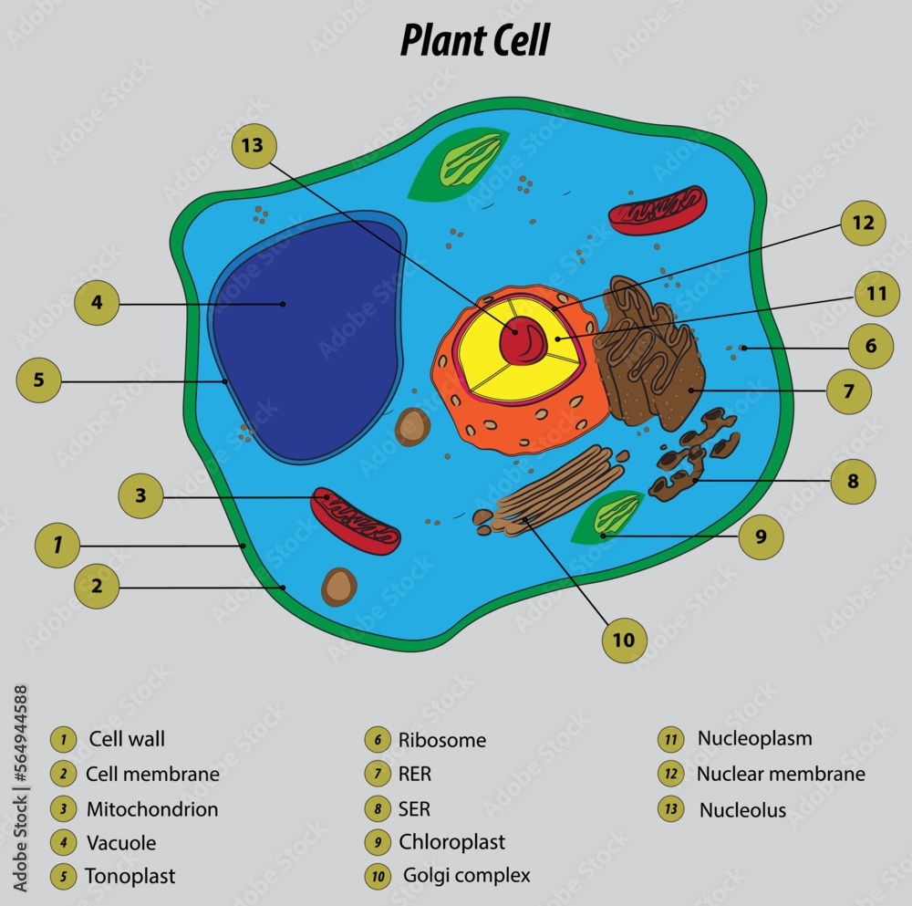animal cell colored and labeled animal cell colored and labeled