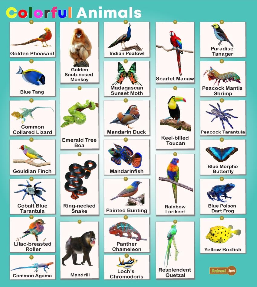 colorful animals colorful animals
