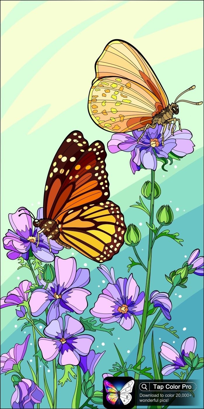 Colorful Bird Photography Colorful Bird Photography