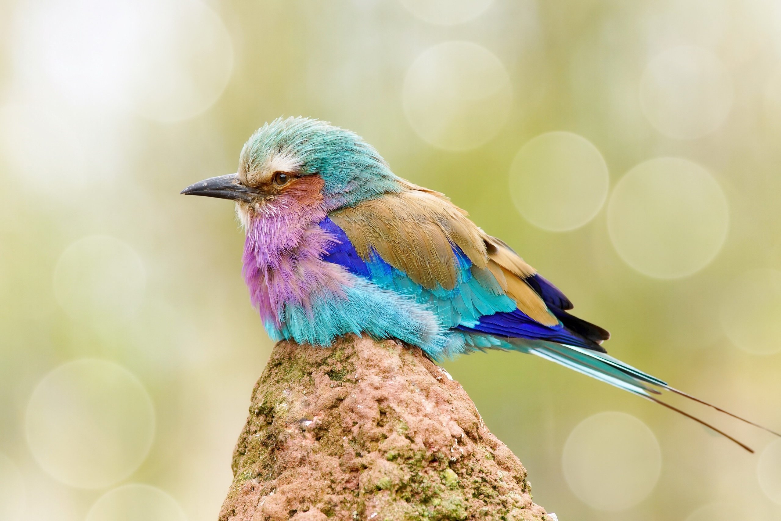 Colorful Birds Animals Bokeh Wallpapers HD Desktop And Mobile Colorful Birds Animals Bokeh Wallpapers HD Desktop And Mobile