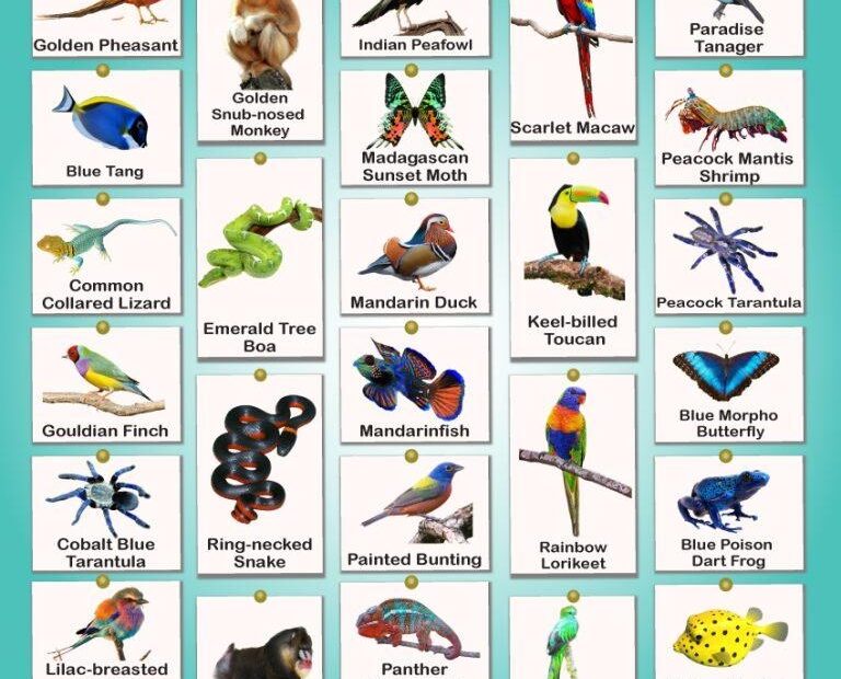Colorful Birds Facts List Pictures And More