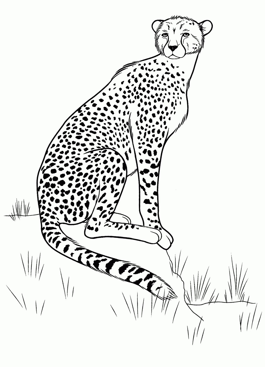 Coloring Page Cheetah On The Hunt Coloring Page Cheetah On The Hunt