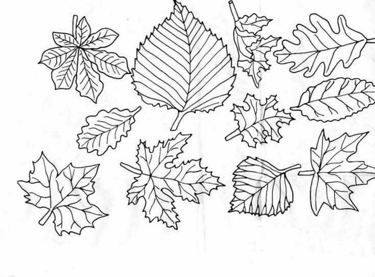 Coloring Page Leaf Coloring Pages 12 Coloring Page Leaf Coloring Pages 12