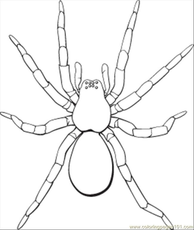 Coloring Pages Spiders Coloring Home Coloring Pages Spiders Coloring Home
