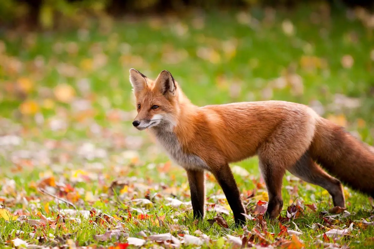 Colors Of Foxes Fox Colors And Morphs All Things Foxes Colors Of Foxes Fox Colors And Morphs All Things Foxes