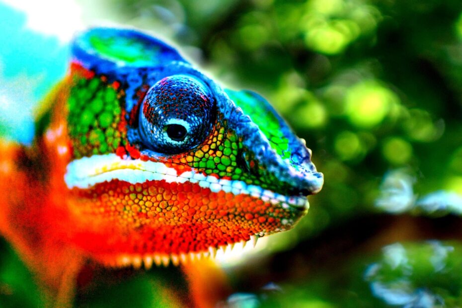 Colourful Animals 4k Wallpapers Wallpaper Cave